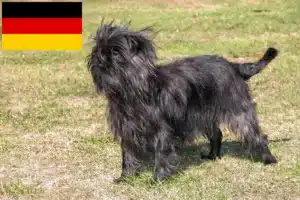 Lire la suite à propos de l’article Éleveurs de Affenpinscher et chiots en Allemagne