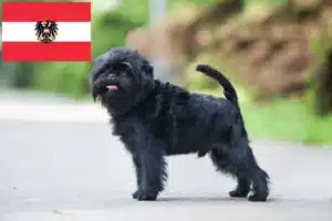 Lire la suite à propos de l’article Éleveurs de Affenpinscher et chiots en Autriche