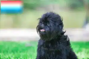 Lire la suite à propos de l’article Éleveurs de Affenpinscher et chiots au Luxembourg