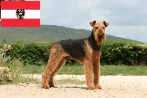 Lire la suite à propos de l’article Éleveurs d’Airedale Terrier et chiots en Autriche