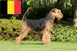 Lire la suite à propos de l’article Éleveurs d’Airedale Terrier et chiots en Belgique