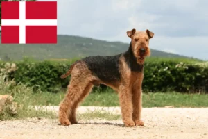 Lire la suite à propos de l’article Éleveurs d’Airedale Terrier et chiots au Danemark