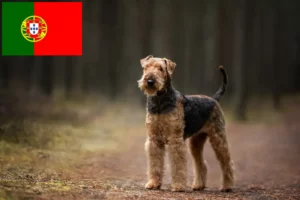 Lire la suite à propos de l’article Éleveurs d’Airedale Terrier et chiots au Portugal