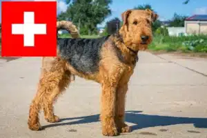 Lire la suite à propos de l’article Éleveurs d’Airedale Terrier et chiots en Suisse