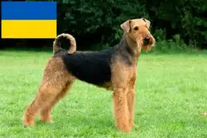 Lire la suite à propos de l’article Éleveurs d’Airedale Terrier et chiots en Ukraine