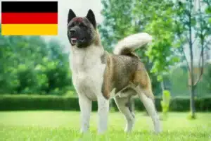 Lire la suite à propos de l’article Éleveurs d’Akita et chiots en Allemagne