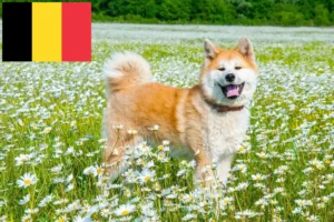 Lire la suite à propos de l’article Éleveurs d’Akita et chiots en Belgique