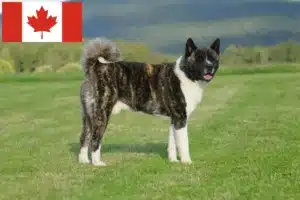 Lire la suite à propos de l’article Éleveurs d’Akita et chiots au Canada