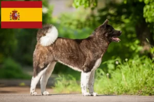 Lire la suite à propos de l’article Éleveurs d’Akita et chiots en Espagne