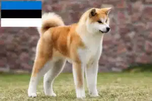 Lire la suite à propos de l’article Éleveurs d’Akita et chiots en Estonie