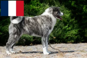 Lire la suite à propos de l’article Éleveurs d’Akita et chiots en France