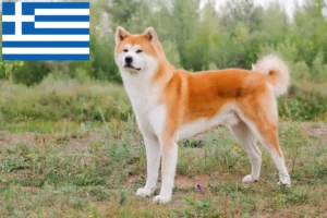 Lire la suite à propos de l’article Éleveurs d’Akita et chiots en Grèce