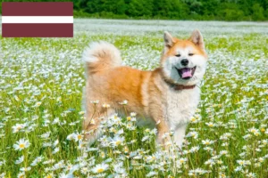 Lire la suite à propos de l’article Éleveurs d’Akita et chiots en Lettonie