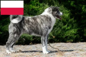 Lire la suite à propos de l’article Éleveurs d’Akita et chiots en Pologne