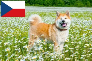 Lire la suite à propos de l’article Éleveurs d’Akita et chiots en République tchèque