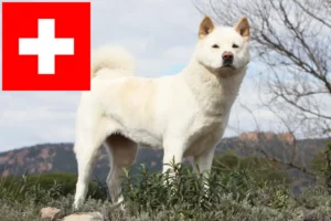 Lire la suite à propos de l’article Éleveurs d’Akita et chiots en Suisse