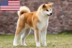 Lire la suite à propos de l’article Éleveurs d’Akita et chiots aux États-Unis