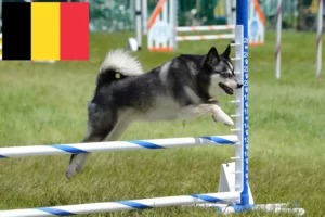 Lire la suite à propos de l’article Alaskan Klee Kai Éleveurs et chiots en Belgique