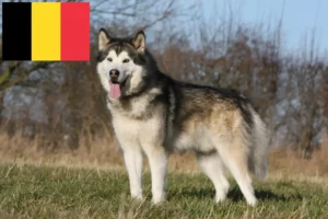 Lire la suite à propos de l’article Alaskan Malamute Éleveurs et chiots en Belgique