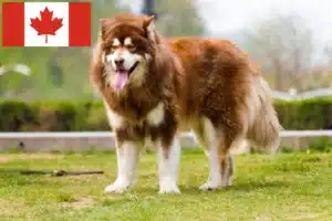 Lire la suite à propos de l’article Éleveurs de Malamutes d’Alaska et chiots au Canada