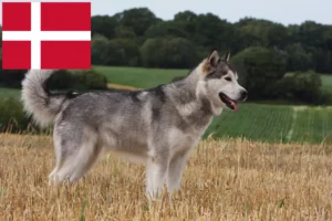 Lire la suite à propos de l’article Alaskan Malamute Éleveurs et chiots au Danemark