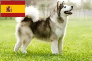 Lire la suite à propos de l’article Alaskan Malamute Éleveurs et chiots en Espagne