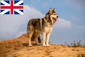 Lire la suite à propos de l’article Éleveurs de Malamute d’Alaska et chiots en Grande-Bretagne