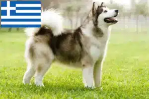 Lire la suite à propos de l’article Alaskan Malamute Éleveurs et chiots en Grèce