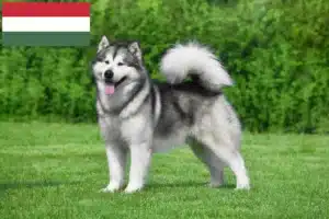 Lire la suite à propos de l’article Alaskan Malamute Éleveurs et chiots en Hongrie