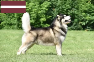 Lire la suite à propos de l’article Alaskan Malamute Éleveurs et chiots en Lettonie