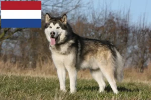 Lire la suite à propos de l’article Éleveurs de malamutes d’Alaska et chiots aux Pays-Bas