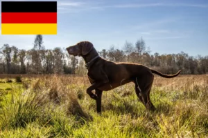 Lire la suite à propos de l’article Éleveurs et chiots à poil court allemand en Allemagne