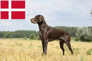 Lire la suite à propos de l’article Éleveurs et chiots à poil court allemand au Danemark