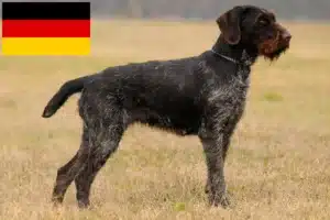 Lire la suite à propos de l’article Eleveurs et chiots de chiens à poil dur en Allemagne