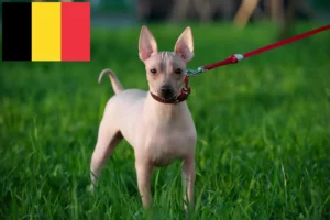 Lire la suite à propos de l’article Éleveurs et chiots d’American Hairless Terrier en Belgique