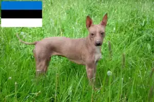 Lire la suite à propos de l’article Éleveurs et chiots d’American Hairless Terrier en Estonie