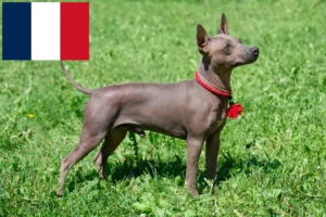 Lire la suite à propos de l’article Éleveurs et chiots d’American Hairless Terrier en France