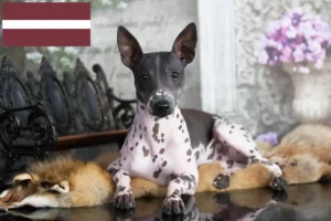 Lire la suite à propos de l’article Éleveurs et chiots d’American Hairless Terrier en Lettonie