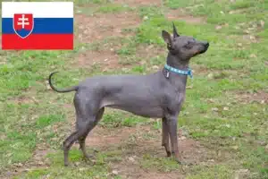 Lire la suite à propos de l’article Éleveurs de terriers américains sans poil et chiots en Slovaquie