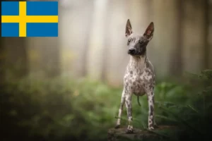 Lire la suite à propos de l’article Éleveurs et chiots d’American Hairless Terrier en Suède