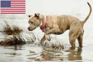 Lire la suite à propos de l’article Éleveurs de Pit Bull Terriers américains et chiots aux États-Unis