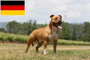 Lire la suite à propos de l’article Éleveurs de Staffordshire Terrier américain et chiots en Allemagne