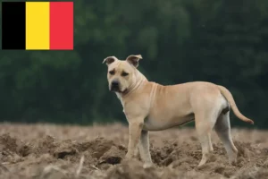 Lire la suite à propos de l’article Éleveurs de Staffordshire Terrier américain et chiots en Belgique