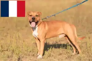 Lire la suite à propos de l’article Éleveurs de Staffordshire Terrier américain et chiots en France