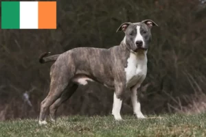 Lire la suite à propos de l’article Éleveurs et chiots d’American Staffordshire Terrier en Irlande