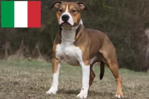 Lire la suite à propos de l’article Éleveurs de Staffordshire Terrier américain et chiots en Italie