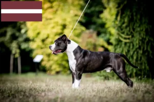 Lire la suite à propos de l’article Éleveurs de Staffordshire Terrier américain et chiots en Lettonie