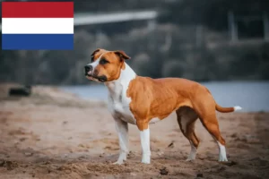 Lire la suite à propos de l’article Éleveurs de Staffordshire Terrier américain et chiots aux Pays-Bas