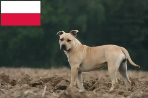 Lire la suite à propos de l’article Éleveurs de Staffordshire Terrier américain et chiots en Pologne