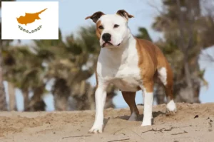 Lire la suite à propos de l’article Éleveurs d’American Staffordshire Terrier et chiots à Chypre